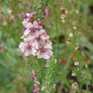 Lavender Lass Mullein flowers