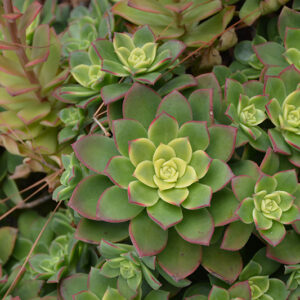 Kiwi Aeonium foliage