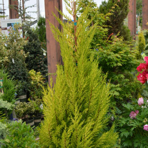 Lemon Yellow Cypress