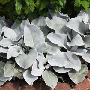 Angel Wings&reg; Senecio