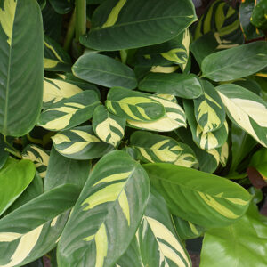 Bamburanta foliage