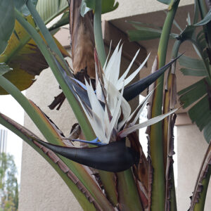 White Bird Of Paradise flowers