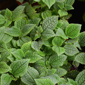 Moon Valley Pilea foliage