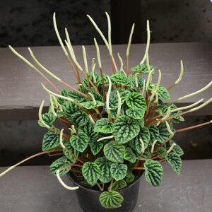 Ripple Peperomia in full