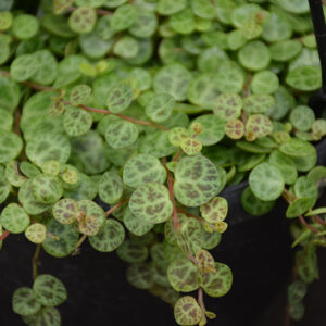 String of Turtles Plant foliage
