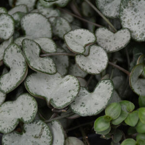 Silver String of Hearts foliage