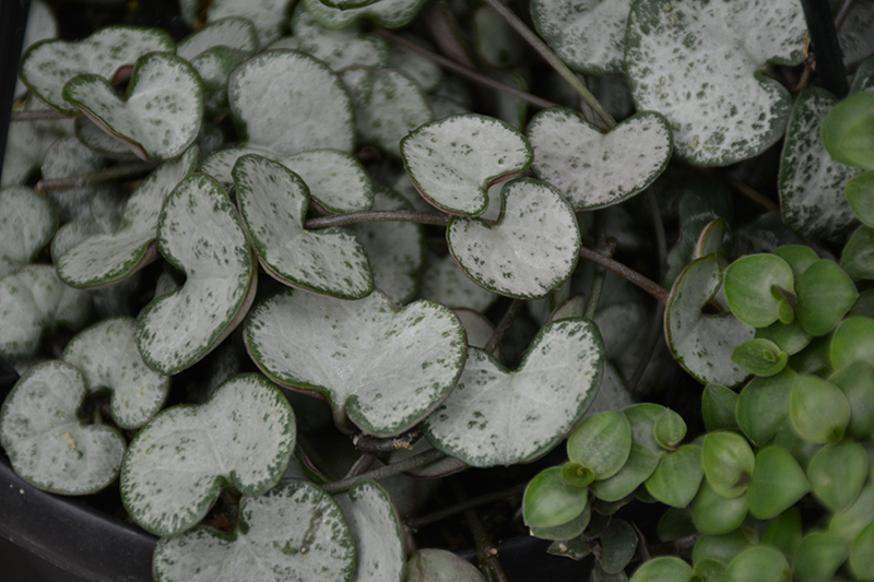Silver String of Hearts foliage