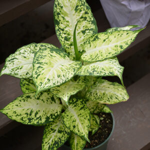 Amy Dieffenbachia in full