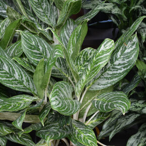 Golden Madonna Chinese Evergreen foliage