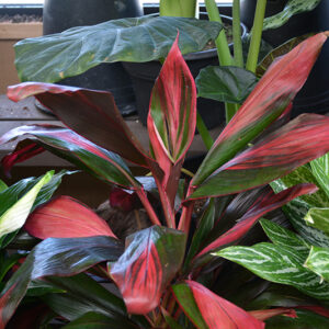 Florica Red Hawaiian Ti Plant foliage