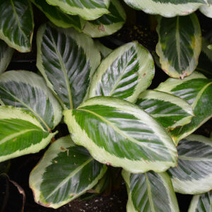 Gecko Calathea foliage