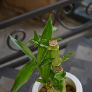 Lucky Bamboo foliage