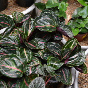 Rose Painted Calathea foliage