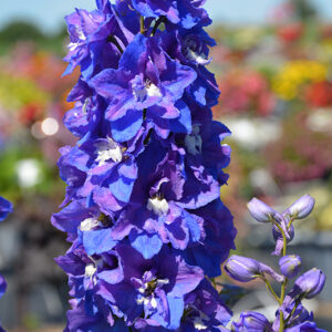 Dasante Blue Larkspur flowers