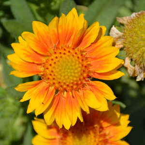 Mesa Peach Blanket Flower flowers