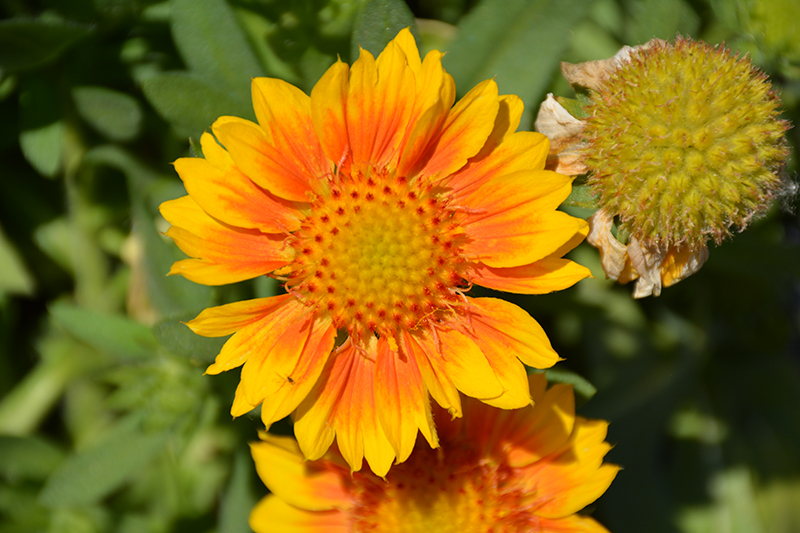 Mesa Peach Blanket Flower flowers