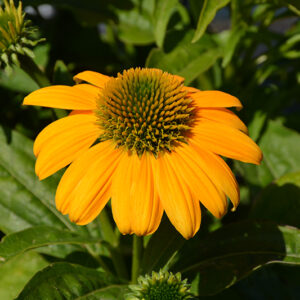 Artisan&trade; Yellow Ombre Coneflower flowers