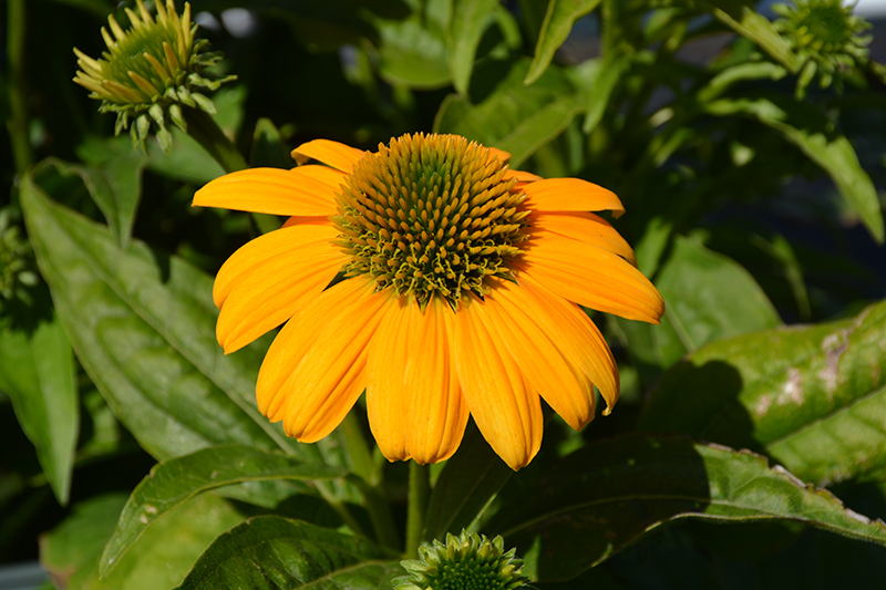 Artisan™ Yellow Ombre Coneflower flowers