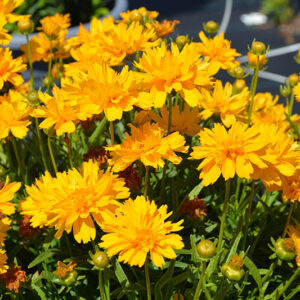 Double the Sun Tickseed in bloom