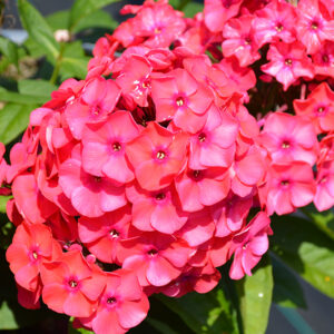 Luminary&reg; Sunset Coral Garden Phlox flowers