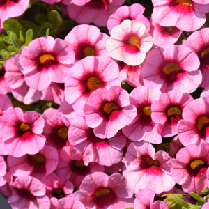Superbells&reg; Strawberry Punch&trade; Calibrachoa flowers