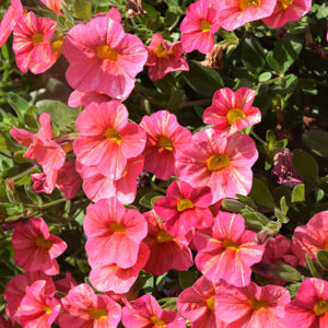 Superbells&reg; Tropical Sunrise Calibrachoa flowers