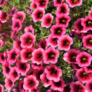 Superbells&reg; Watermelon Punch&trade; Calibrachoa flowers