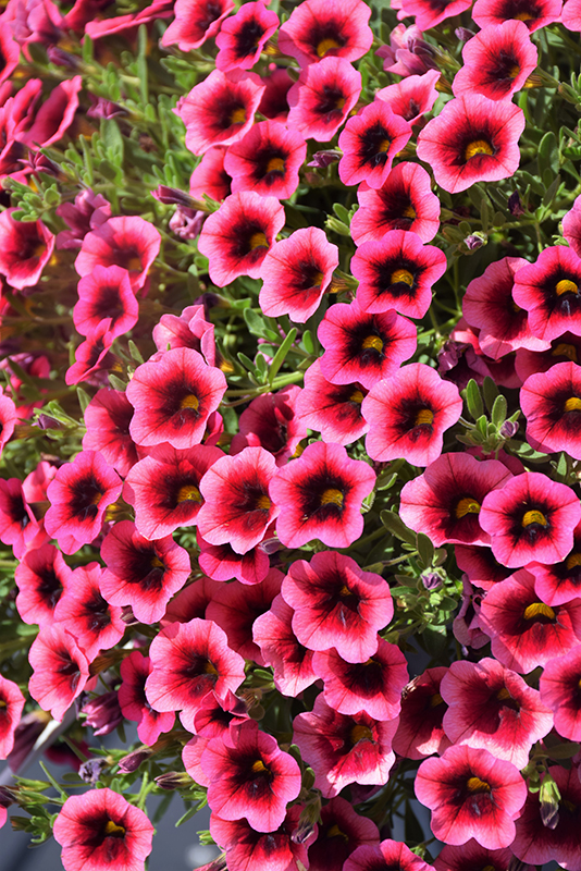 Superbells® Watermelon Punch™ Calibrachoa flowers