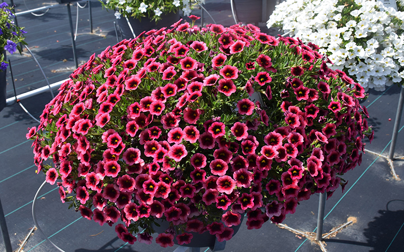 Superbells® Watermelon Punch™ Calibrachoa in bloom