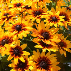 MiniBeckia&trade; Flame Coneflower flowers