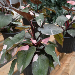 Prismacolor&trade; Pink Princess Philodendron in full