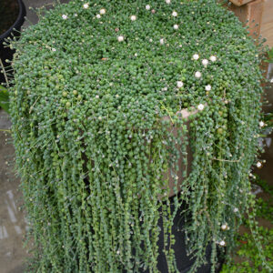 String Of Pearls in full