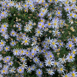 Woods Blue Aster flowers