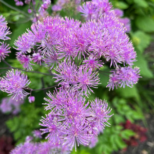 Nimbus&trade; Pink Meadow Rue flowers