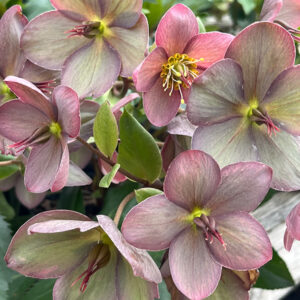 HGC&reg; Ice N' Roses&reg; Rose Hellebore flowers