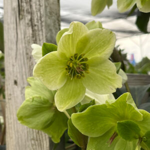 HGC&reg; Ice N' Roses&reg; White Hellebore flowers