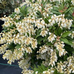 Cavatine Dwarf Japanese Pieris flowers