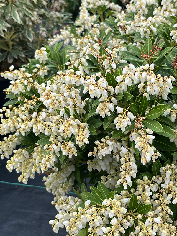 Cavatine Dwarf Japanese Pieris flowers