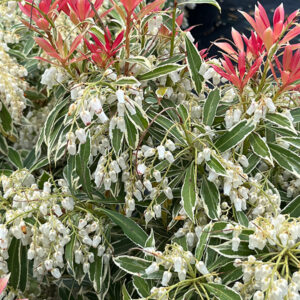 Flaming Silver Japanese Pieris flowers