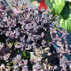 After Dark Stonecrop flower buds
