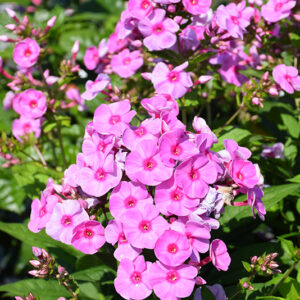 Luminary&reg; Prismatic Pink Tall Garden Phlox flowers