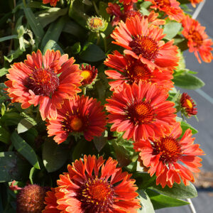 SpinTop&trade; Yellow Touch Blanket Flower flowers