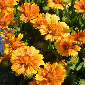 SpinTop&trade; Mango Blanket Flower flowers