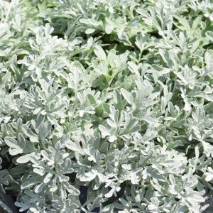 FanciFillers&trade; Sea Salt Artemesia foliage