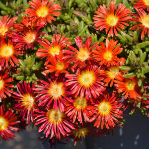 Wheels of Wonder™ Fire Wonder Ice Plant flowers