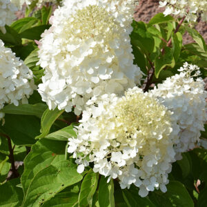 Love-A-Lot&trade; Pink Hydrangea flowers