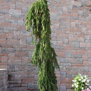 Weeping Norway Spruce