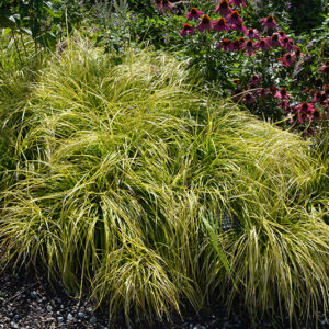 EverColor® Everillo Japanese Sedge