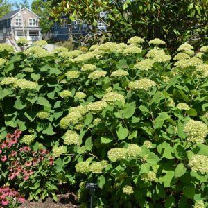 Lime Rickey&reg; Smooth Hydrangea in bloom