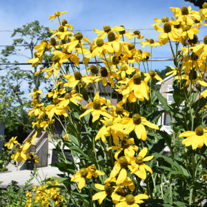 Herbstsonne Coneflower flowers